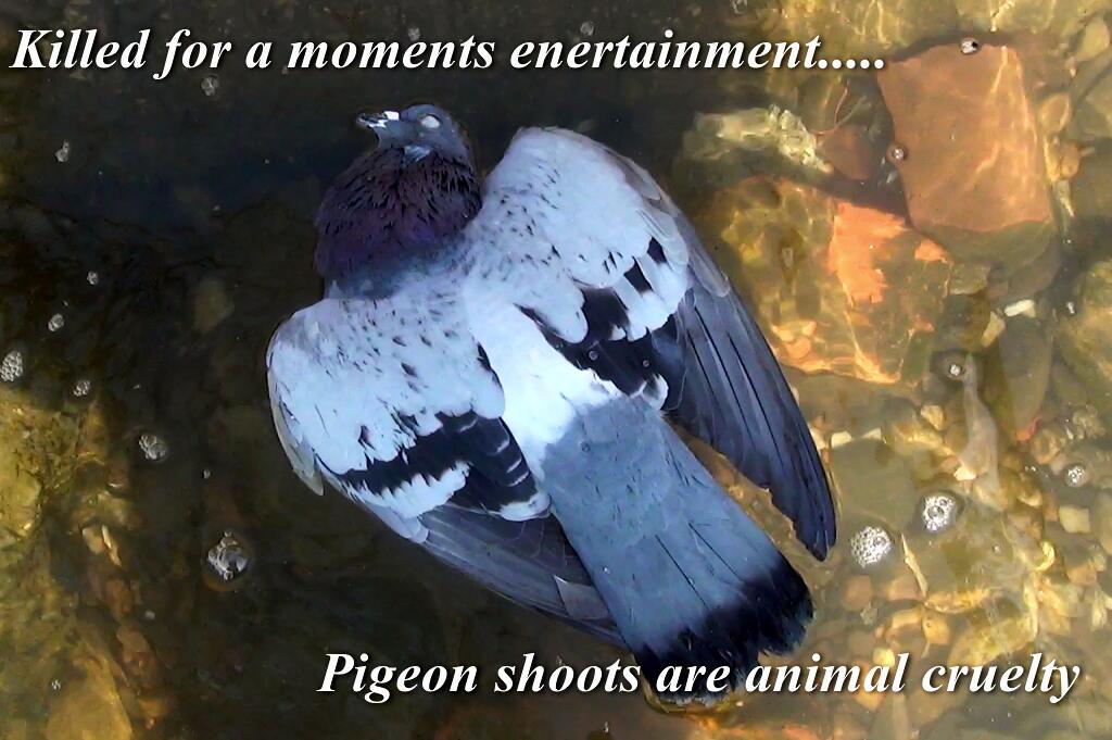 PigeonFriend's tweet image. Pennsylvania residents! Please ask your reps to support bill to end cruel live pigeon shoots wp.me/P1Fykf-1IZ