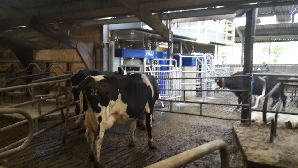 AlexDatema's tweet image. De eerste koeien zijn gemolken, en de anderen worden al nieuwsgierig naar wat daar gebeurd.#robotmelken