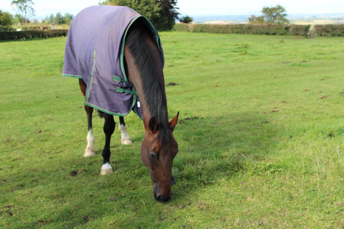 DukesRacing's tweet photo. Warfare on his holidays ... after having a cracking season with 4 wins under his belt. shares available #chilling http://t.co/f9lbuYyk2y