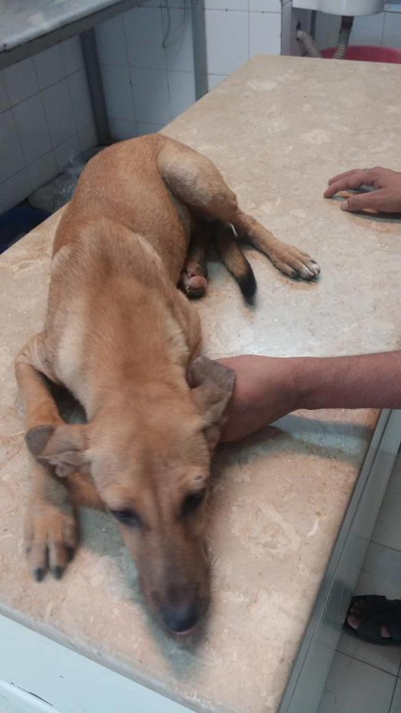 brokiumsulphate's tweet photo. This abandoned 5 month pup needs a home in #Islamabad
Plz RT n help find him a home
#adoptadog 
Inbox fr details http://t.co/9IFosdn52C