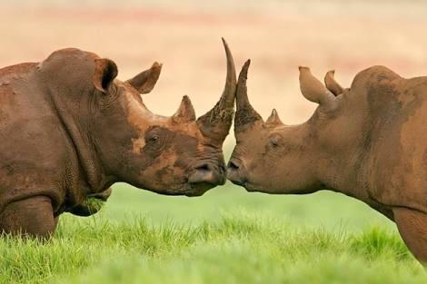 JadeyAxon's tweet photo. It's time to stand together &amp; #SaveOurRhino! Today is #InternationalRhinoDay, we need to create more awareness fast! http://t.co/P5YTGOwMdG