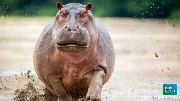 BBCEarth tweet picture