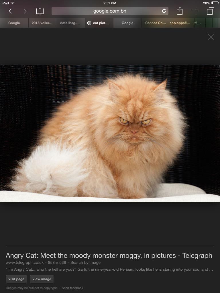 hanabatrisya23's tweet photo. This is a angry cat http://t.co/ISqqGR7LPs