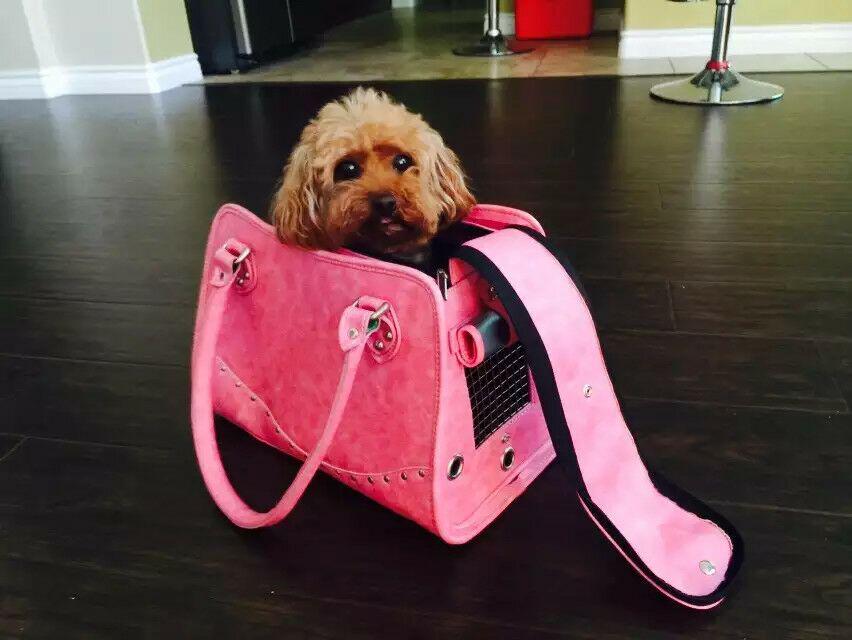 Emily2291144352's tweet photo. Cute fashion pet bag http://t.co/ktgWVaPK0h http://t.co/3FqsVywMpd