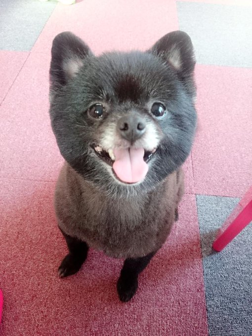 わんこのトリミング終わった(ू&bull;&omega;&bull;ू❁)カットしてすっきり(,,> <,,)♡ http://t.co/DQSnP9UEf9