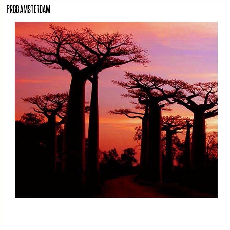 PRBB020's tweet photo. Breathtaking baobabs in Madagascar for this #traveltuesday #nature #tree #sunset #pr #prbb #amsterdam #africa http://t.co/Vik9QORCJG