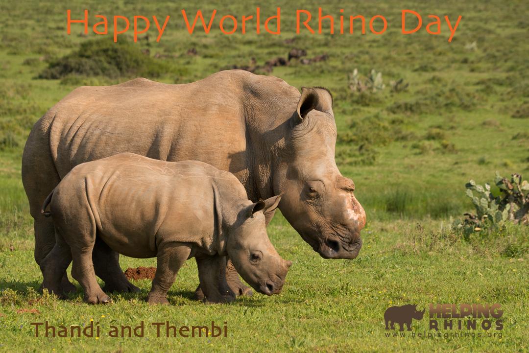 HelpingRhinos's tweet photo. Happy #WorldRhinoDay! Today we celebrate all five species of #rhino. So please tweet away and help raise awareness! http://t.co/1hs8w0VJ8M