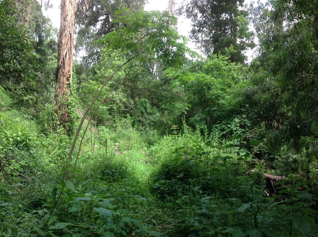 GregDoreyIT's tweet photo. A forest walk in the #BritishEmbassyAddis. @UKinEthiopia #InMyBackGarden #greening http://t.co/L5h27HjM5I