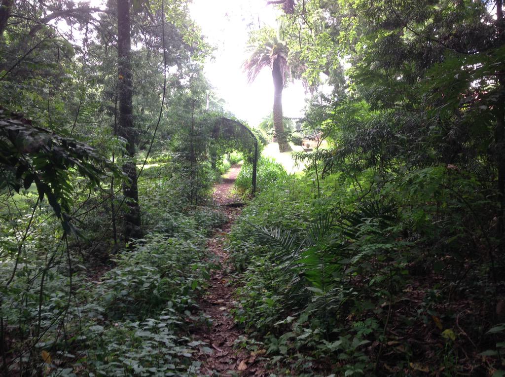 GregDoreyIT's tweet photo. A forest walk in the #BritishEmbassyAddis. @UKinEthiopia #InMyBackGarden #greening http://t.co/L5h27HjM5I