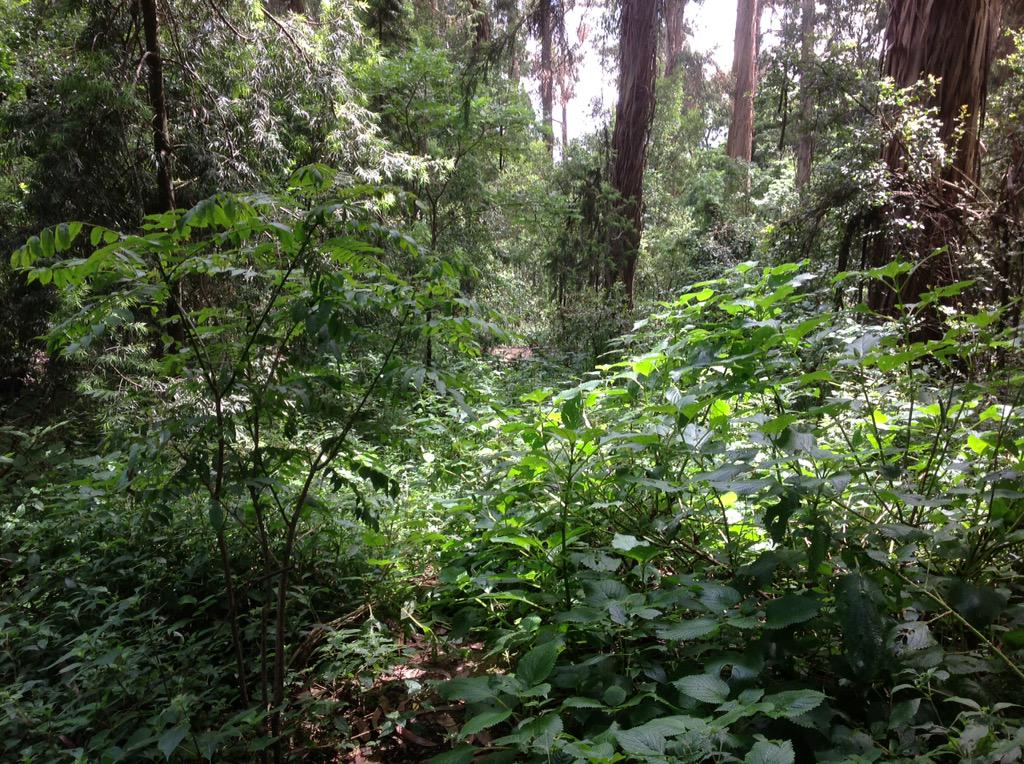 GregDoreyIT's tweet photo. A forest walk in the #BritishEmbassyAddis. @UKinEthiopia #InMyBackGarden #greening http://t.co/L5h27HjM5I