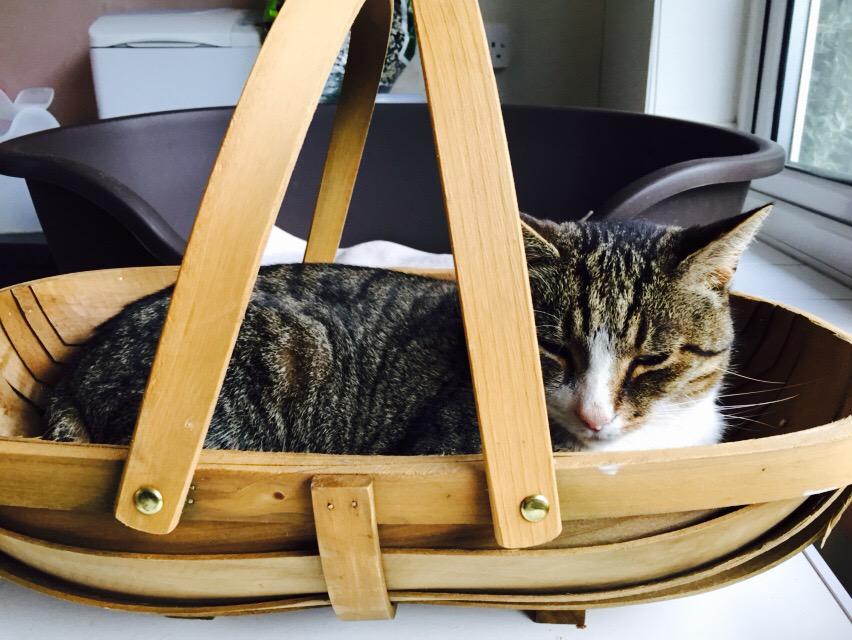 CavalierStanley's tweet photo. Cat basket or trug? Tricky one for my BFF Cookie. #sillycat http://t.co/8Uc2bcAkAM