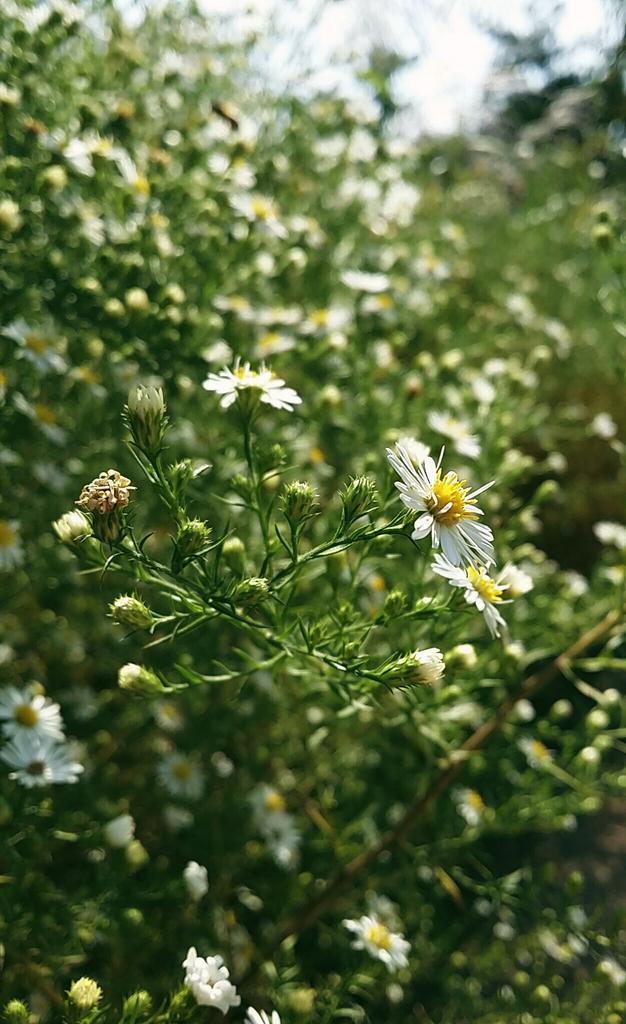 가을산책 - 몽마르뜨공원