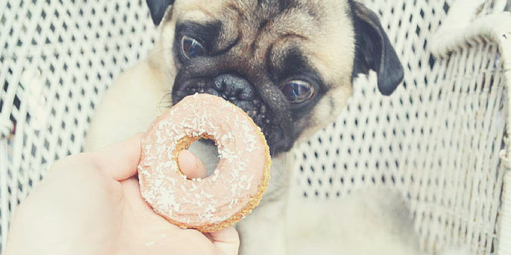 Barking_Rad's tweet photo. Adorable Murphy from @OldeYoungTHouse loving his dog donut from his #BarkingRad box. It's the little things in life! http://t.co/YAEnJCuawa
