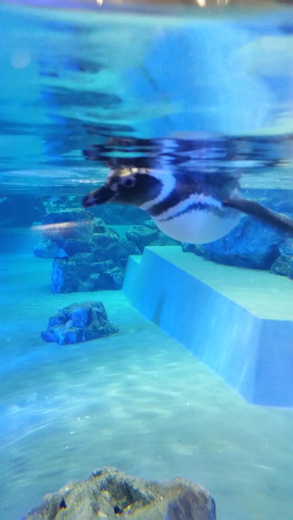 kn7164's tweet photo. すみだ水族館🐧 http://t.co/HK2T2YecbW