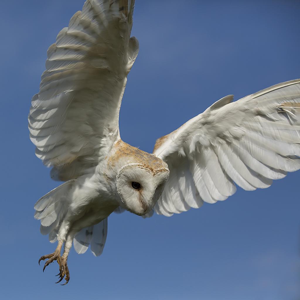 Avondprogramma over uilen en hun zintuigen. Maandag 28 sept. 
topvogel.nl/uilenwandeling…