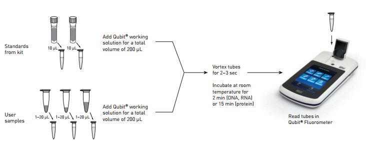 Qubit 3 DNA Oligo イオン プロテイン フッ素計 Qubit 3 DNA Oligo イオン プロテイン フッ素計 DNA & RNA Reagent