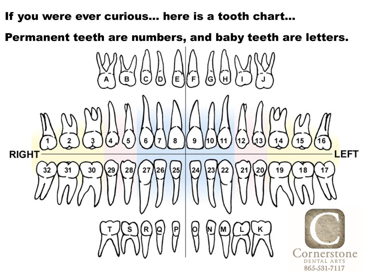 Tooth Chart 1 32