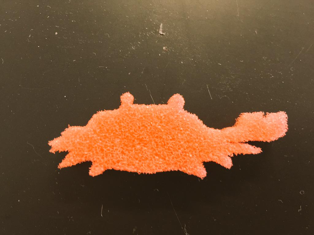 PVVolleyball's tweet photo. Check out this mad crab!!! #howbaddoyouwantit #3rdhourscience #bestclass #smellsweird http://t.co/h0NBuUl7wd
