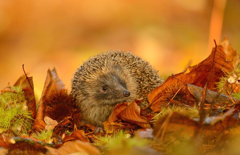 TeleGardening's tweet photo. How to take care of hedgehogs in your garden
http://t.co/3PnjFLeddo http://t.co/hFpf8Emb95