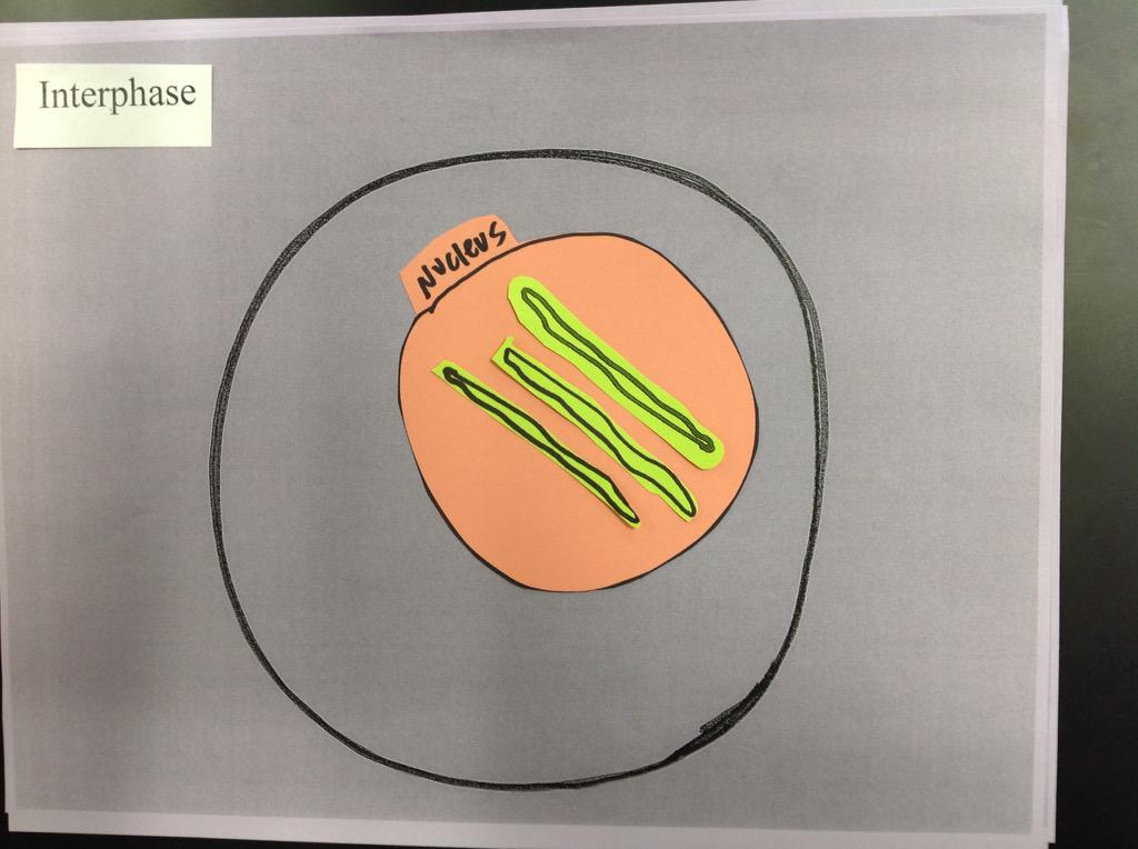 CoachSchultheis's tweet photo. Mitosis/ Cell Cycle Manipulatives in #PAPBIO... http://t.co/zKpm0yClgI
