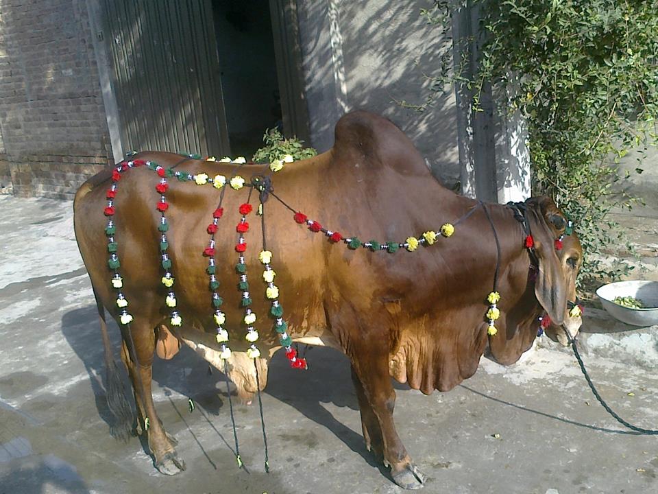 MianAli302's tweet photo. #QuRbAni ka JAnWar http://t.co/RzCr0pRzyU