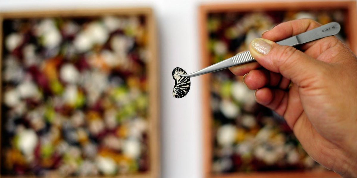TopCommonGround's tweet image. Researchers smuggle ancient seeds out of Syria to save agricultural heritage buff.ly/1KKC8J6 via @inhabitat