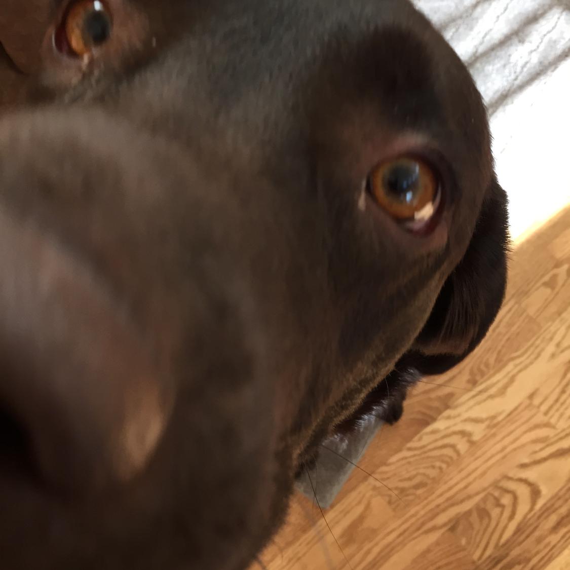 beelingw's tweet image. #K9 #K9bff #atworkperk #adorable #cutie