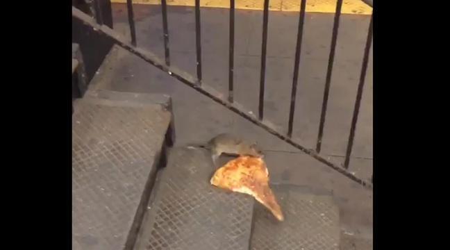 LesWebavardes's tweet photo. Le rat qui embarque sa part de pizza dans le métro fait le buzz sur le Web http://t.co/AFFjIqfOnx http://t.co/5kaKgy07Mp