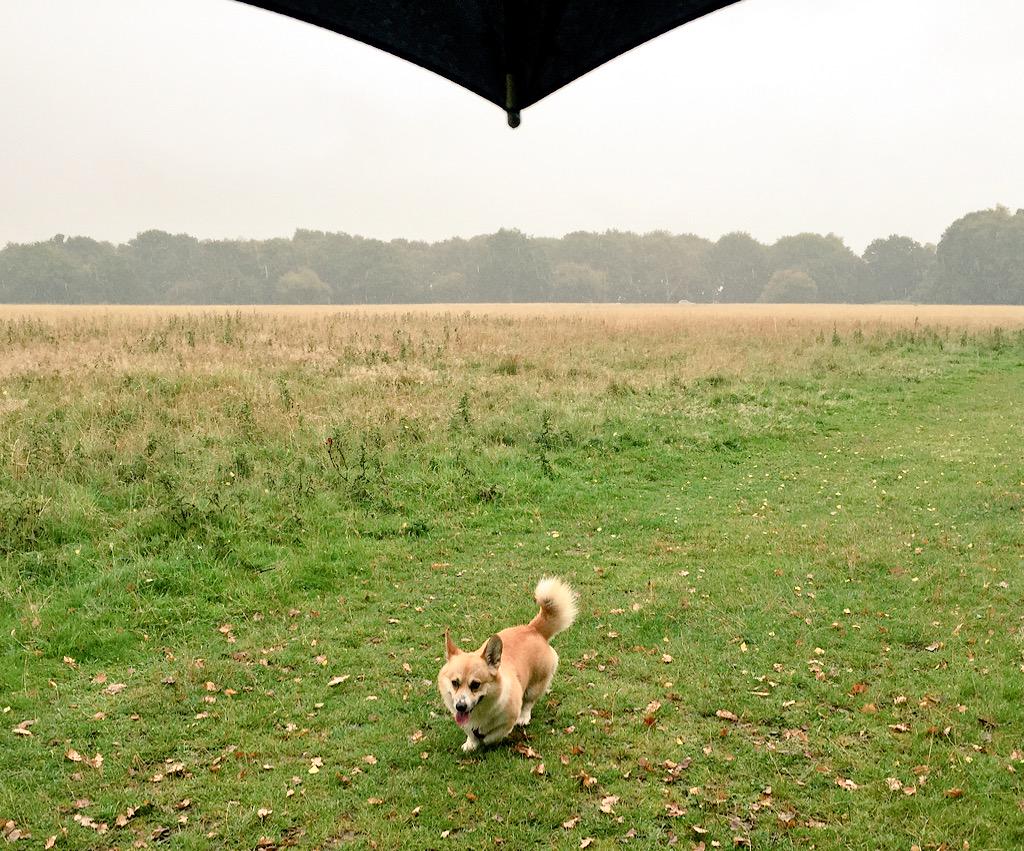 We don't mind the rain, the smells are just as good.

#CorgiAdventures