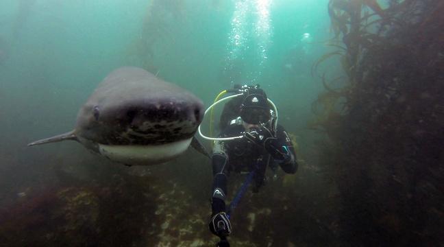 LesWebavardes's tweet photo. En 2015, les selfies auraient davantage tué que les requins http://t.co/mxZXMoPfKp http://t.co/vROoiXpps1