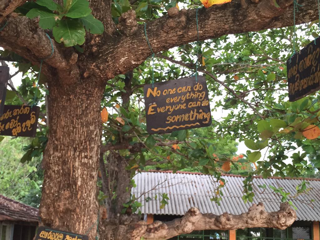Wijze boom op schoolterrein in Sri Lanka.