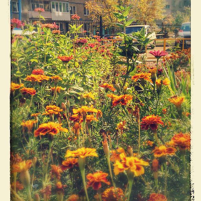 instaufa's tweet image. во дворе 🌷
#нарайоне #сипайлово #тёплыйсентябрь #flowers #september #sipa #ufa #googlecreativelab#s