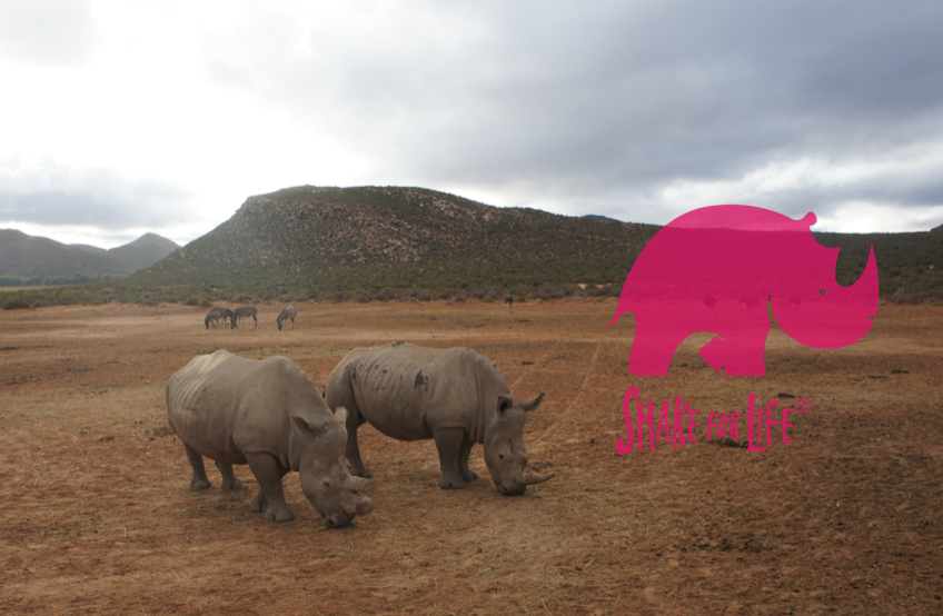 SOAKshakes's tweet photo. Happy #WorldRhinoDay! We celebrate rhinos every day with our #ShakeforLife mission. For more->http://t.co/poGwuw4F6k http://t.co/TawjeFAlxL