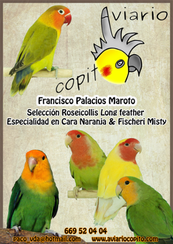 AviarioCopito's tweet photo. Nuevo anuncio del Aviario para la revista del concurso de AECA Almendralejo. http://t.co/2y4movjBE8
