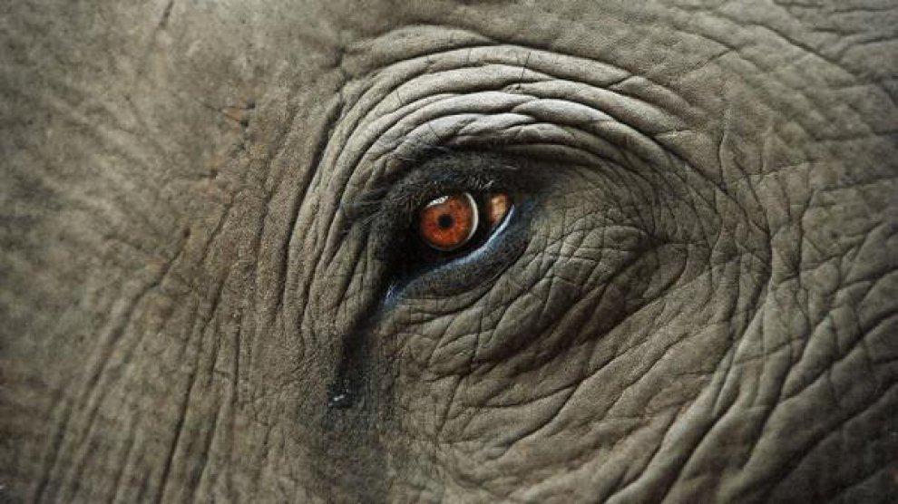 La morte dell'elefante Yongki in Indonesia.