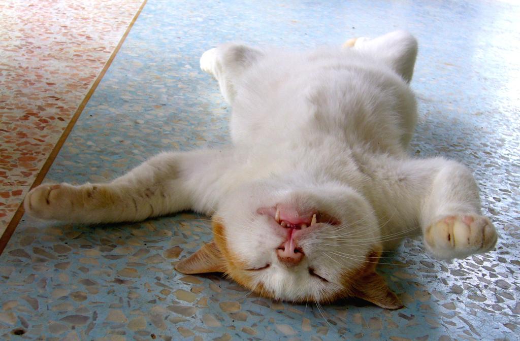 癒し系猫ฅ•ω•ฅbot (@3a47f0a0034c411) on Twitter photo 