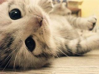 癒し系猫ฅ•ω•ฅbot (@3a47f0a0034c411) on Twitter photo 