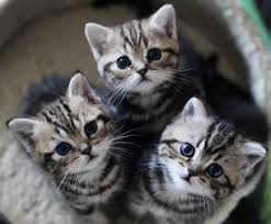 癒し系猫ฅ•ω•ฅbot (@3a47f0a0034c411) on Twitter photo 