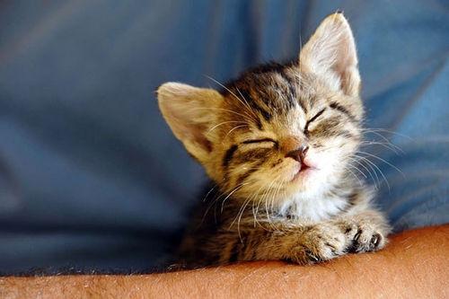 癒し系猫ฅ•ω•ฅbot (@3a47f0a0034c411) on Twitter photo 
