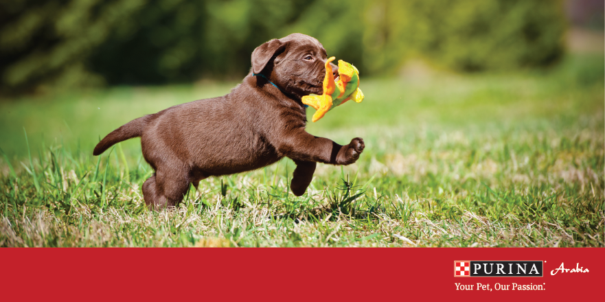 New puppy? Always praise correct behavior in a high pitched voice and reward him!