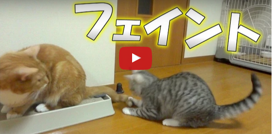 buzzcats_net's tweet photo. 【爆笑】どうしても先輩猫のしっぽを触りたくて考えた方法と��・・・
http://t.co/JAhU4p5o0R http://t.co/3Vj32yK2OB