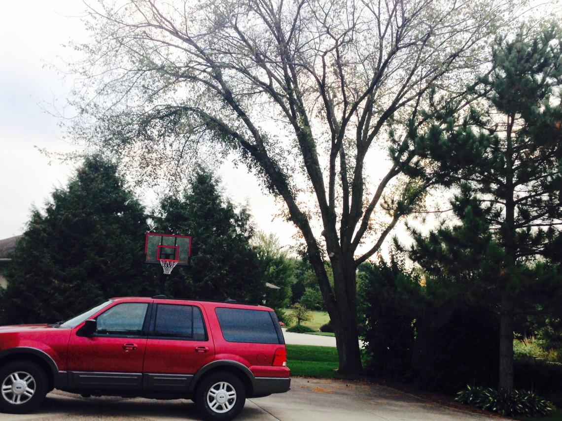 jnwhited's tweet photo. Goodbye Mr Elm Tree- thanks for shadowing the kids' cars and basketball space all these years! #morningshade http://t.co/7ZtZfT5Fqa