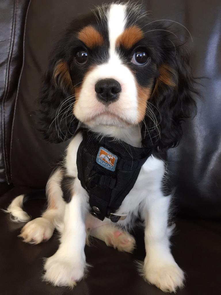 CavalierStanley's tweet photo. @KurgoUK all ready for the off. Love my harness. #puppytravels http://t.co/86mKkaajPS