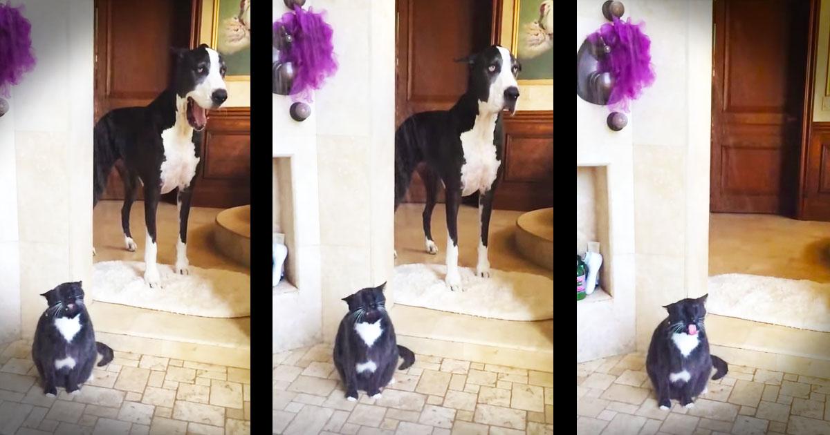 GodVineCom's tweet photo. Cannot. Stop. Laughing! http://t.co/VeoQT1hoT0 😂#catinwater http://t.co/thTvQUJhUD