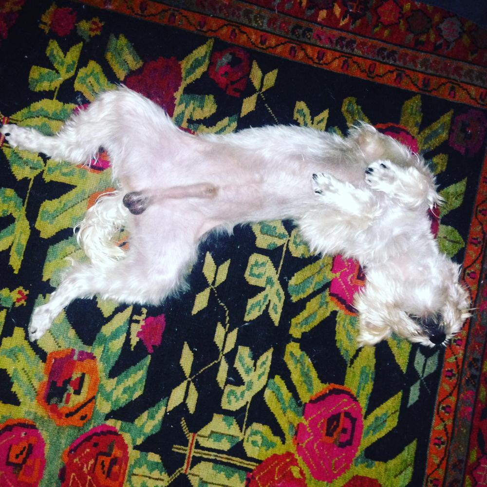 MatteoMoro's tweet photo. #jerry #jerrydog #dog #twitterdog #cane #animal #pet #pets #tweetdog #tweetpet #twitterpet #picpets #dogscorner http://t.co/z8gkN5iXhq