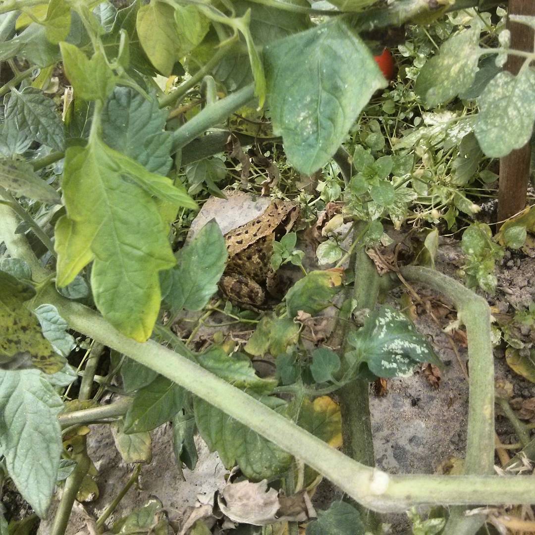 So it turns out the large frog I found in my greenhouse is in there with a much smaller frog too!