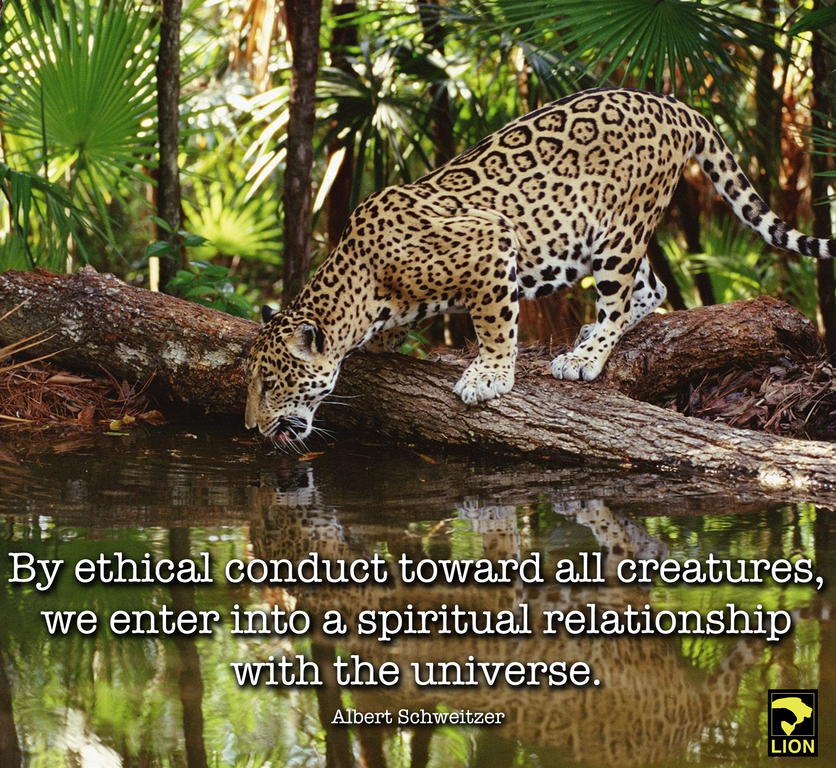 UkuxAhaw's tweet photo. Absoluto bΓ‘sico. "@LIONS4Mercy: #Truth
Have Compassion for all living beings.
#NeverStopRoaring https://t.co/rDeE7EplCN"