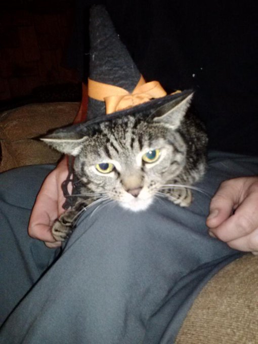 The hat always wins. http://t.co/8i7S28Iyba