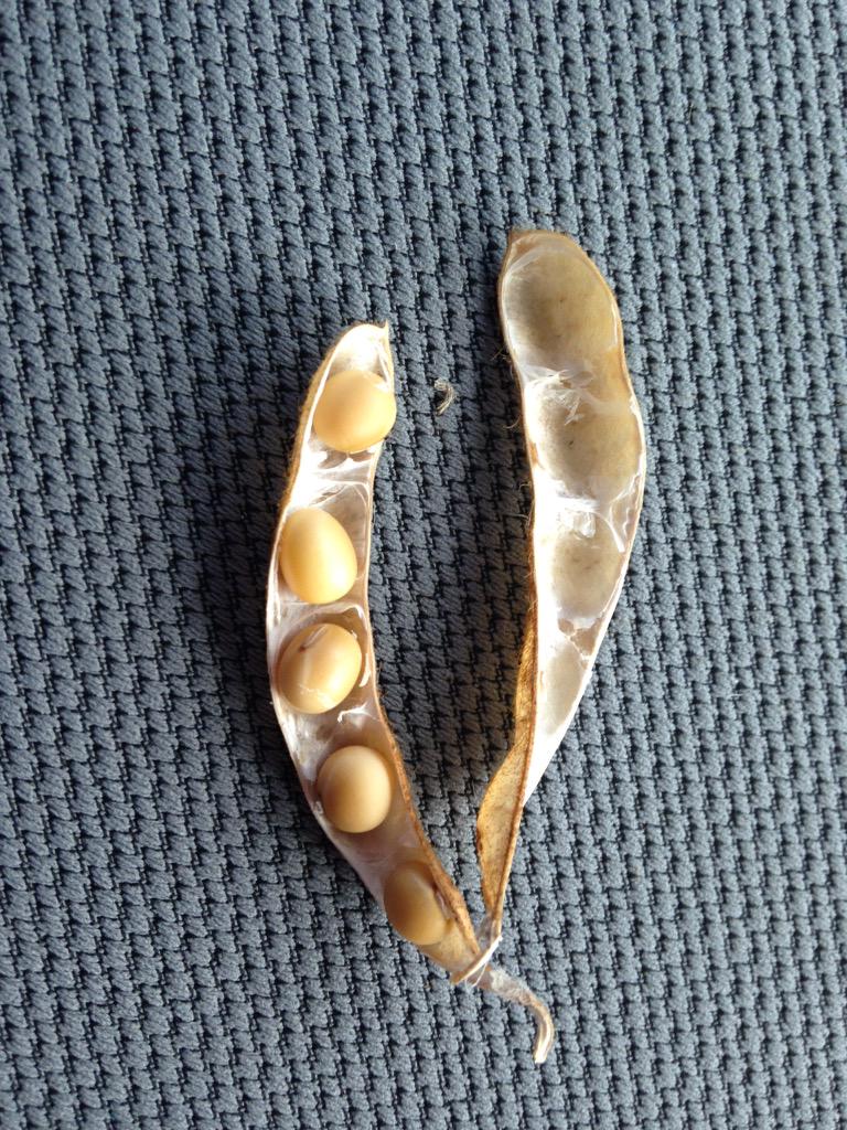 LisaEastley's tweet image. Keep finding 5 beaners #S007Y4 #goodproblem