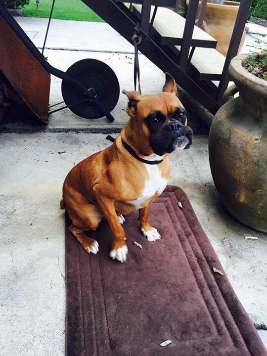 WchezarUriosteg's tweet photo. @AA_DF  bóxer encontrado, información por dm http://t.co/bBG9iiaSIK